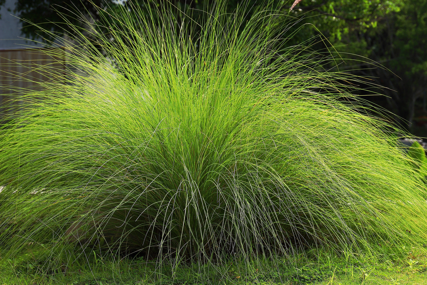 200 semillas de hierba del amor llorón (Eragrostis curvala), hierba africana ornamental
