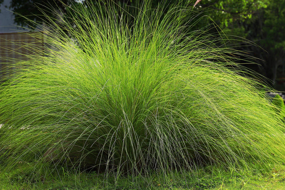200 semillas de hierba del amor llorón (Eragrostis curvala), hierba africana ornamental