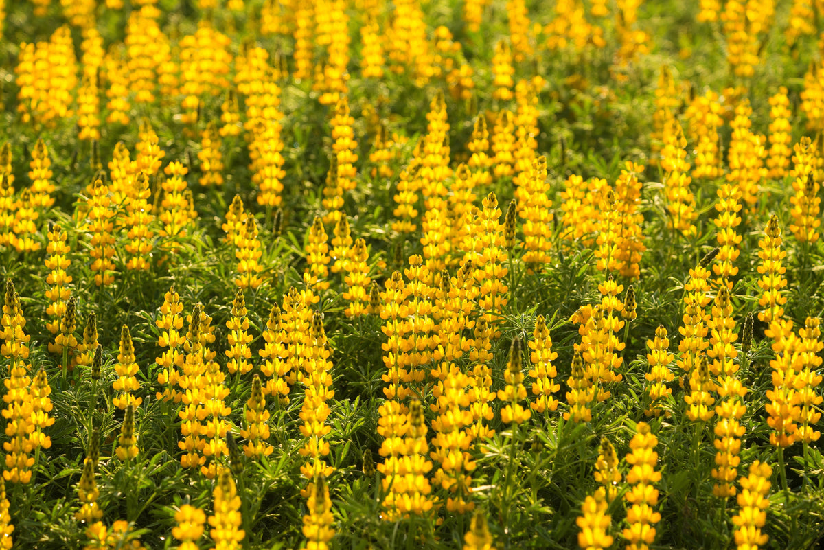 50 semillas de altramuz dorado (Lupinus densiflorus), colibrí amarillo