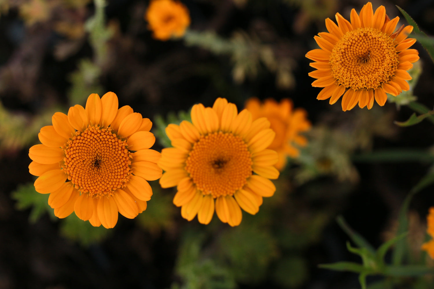 250 semillas de margarita naranja, anthemis sancti-johannis, cota tinctoria, manzanilla de San Juan, hierba del tintorero, margarita de París