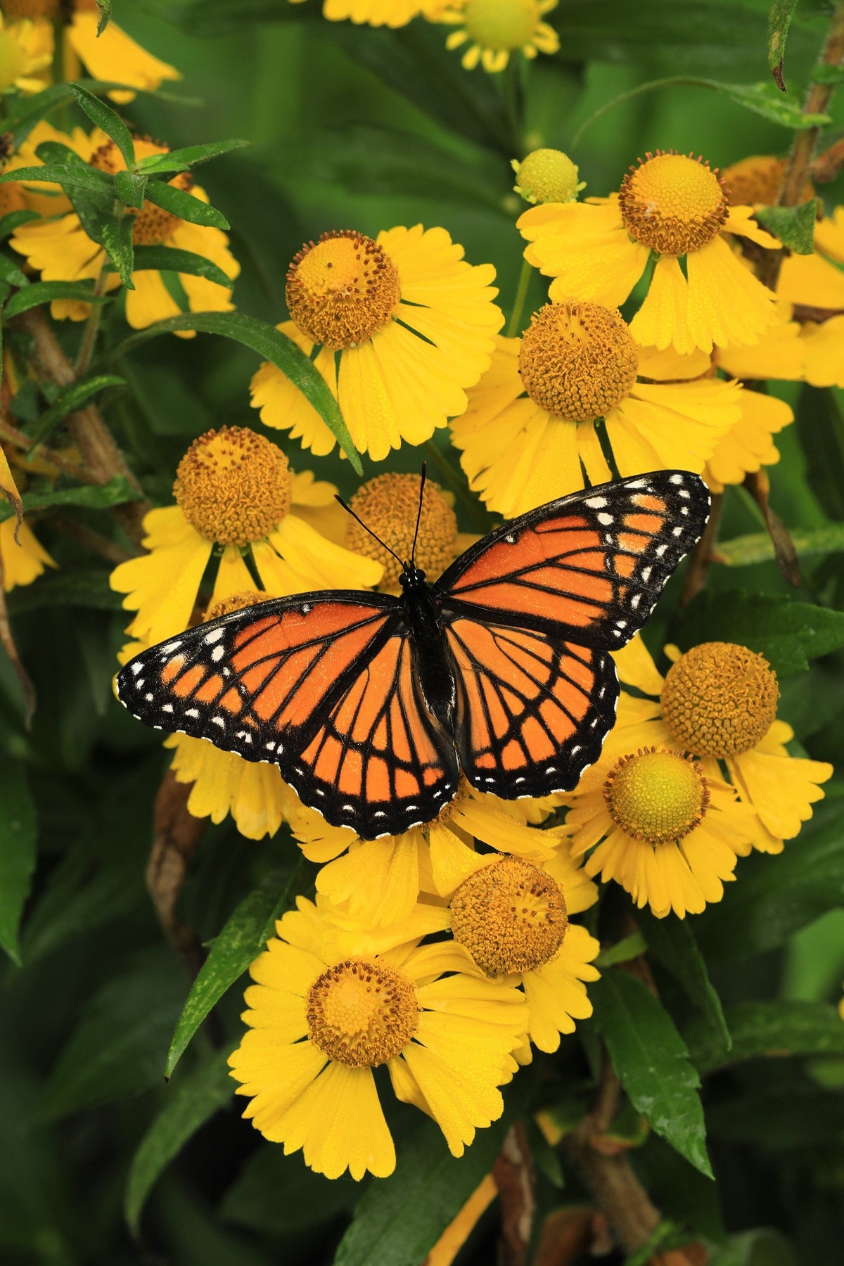 2000 AUTUMN SNEEZEWEED (Dogtooth Daisy / Helens Flower / Bittersweet) Helenium Autumnale Flower Seeds