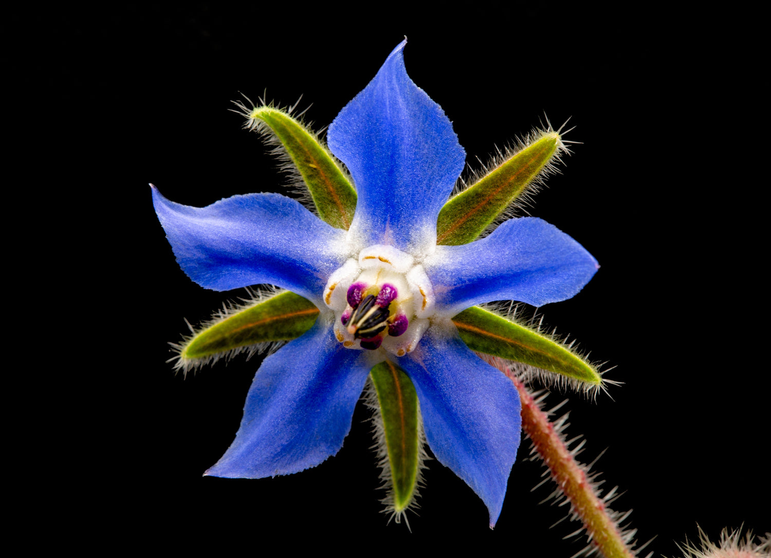 100 semillas de flores de Borraja Blue Star (Borraja Officinalis)