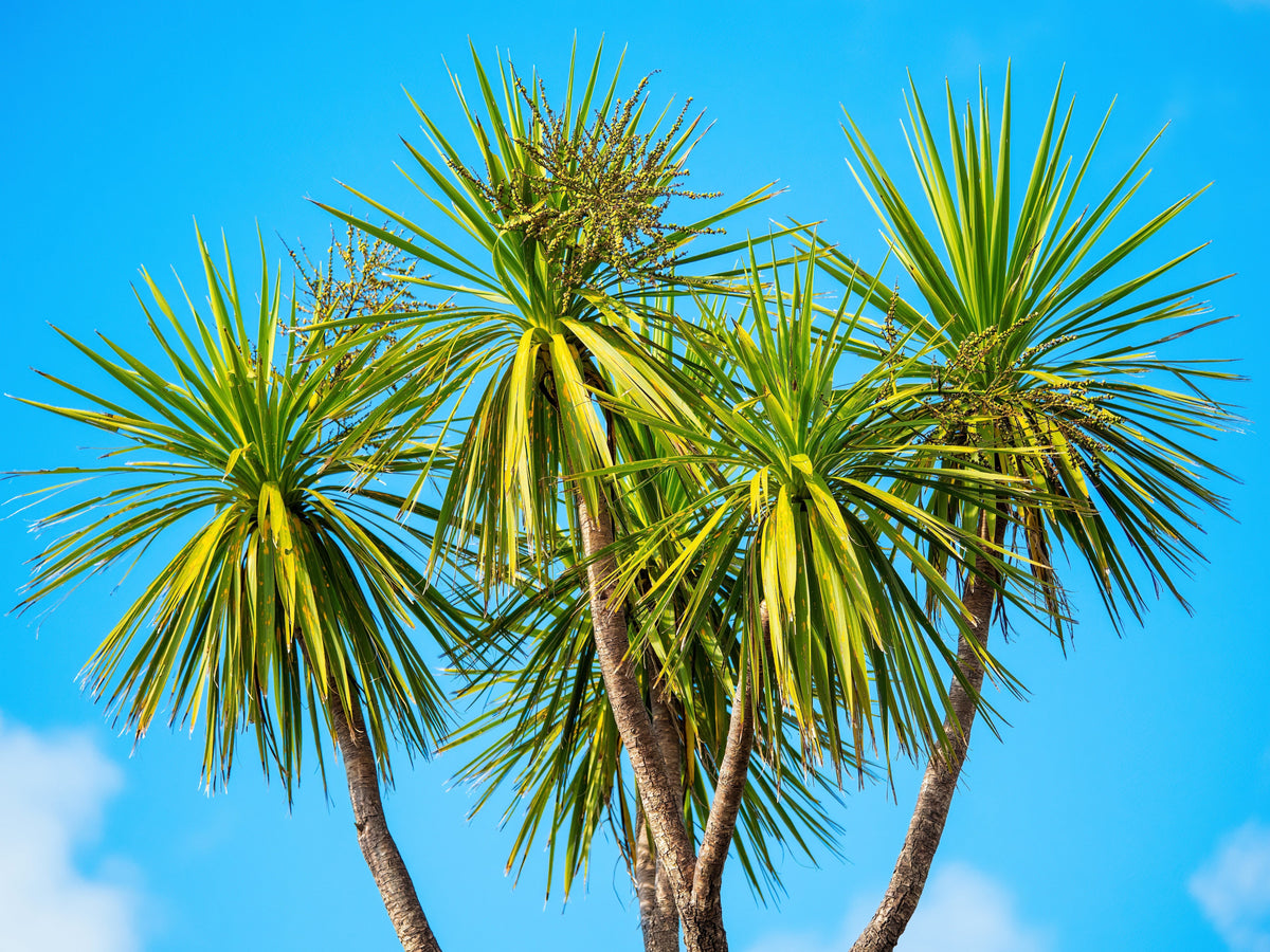50 semillas de palmera col / dracaena australis gigante, árbol cordyline, planta de interior