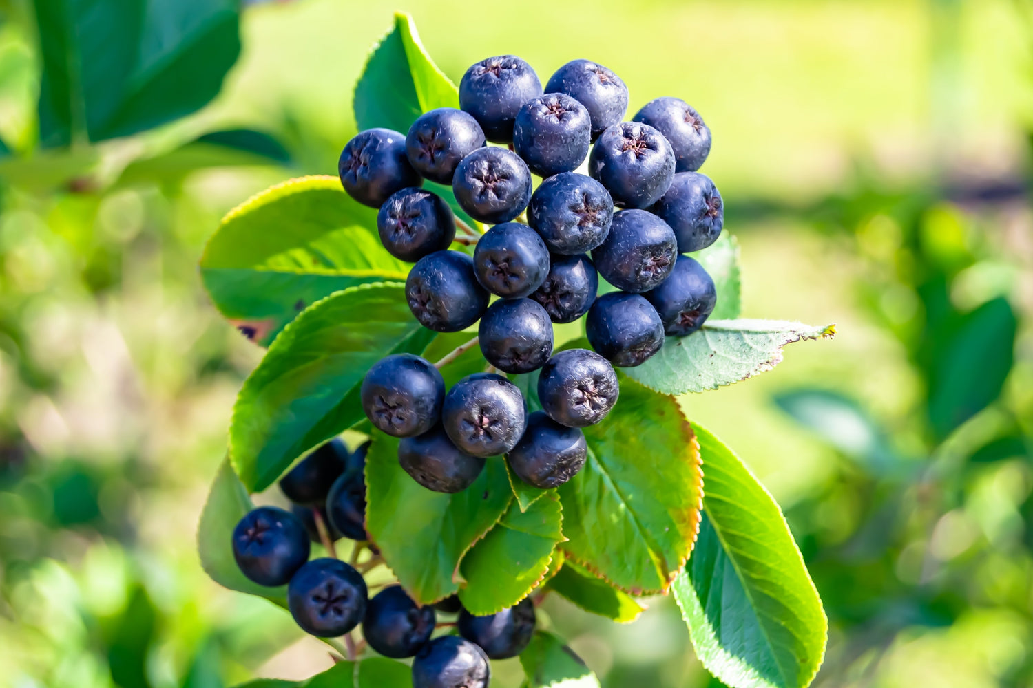 30 semillas de aronia morada (Aronia prunifolia), arbusto frutal de flores blancas