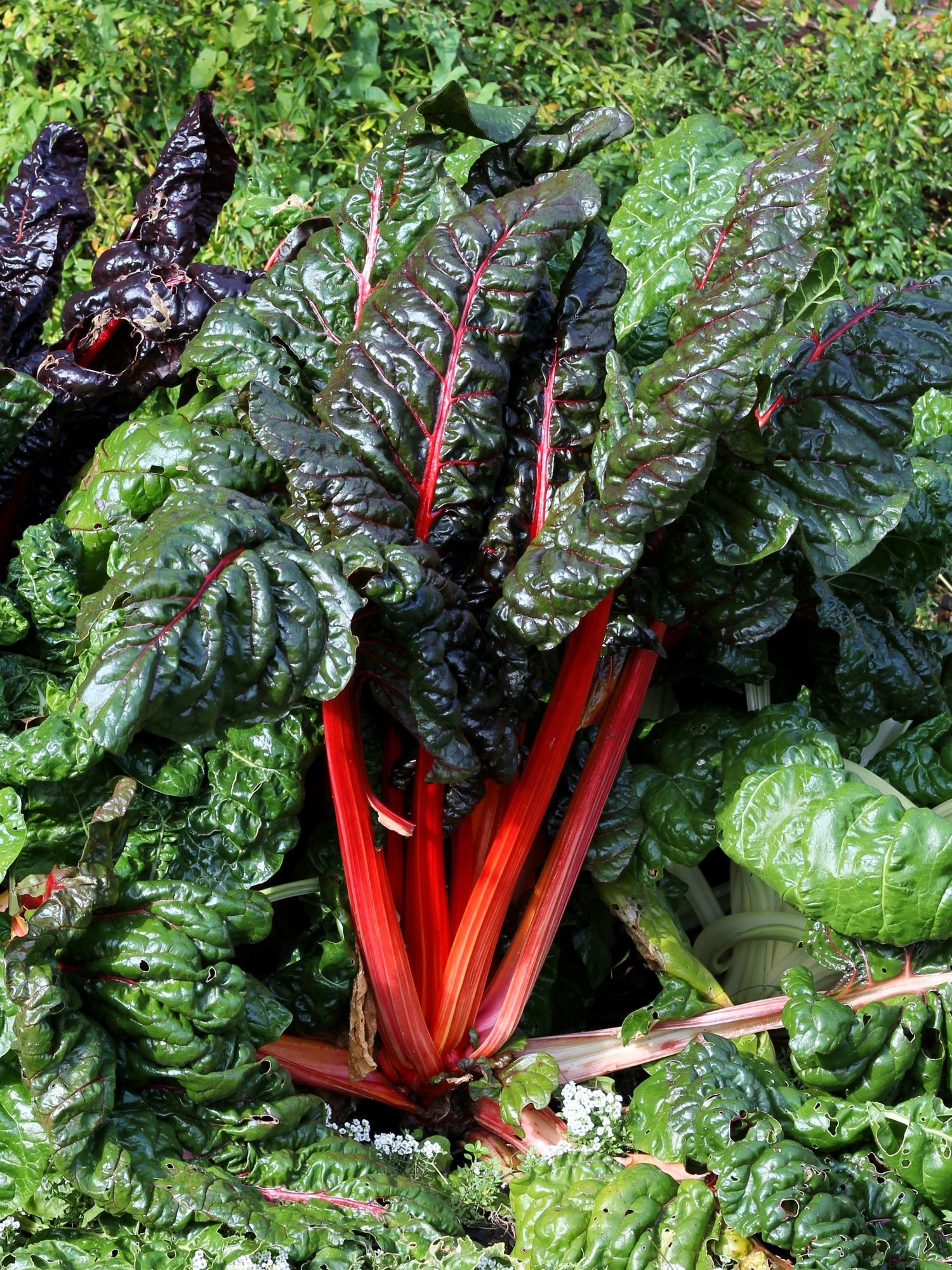 300 semillas de acelga roja, ruibarbo, espinaca perpetua, beta vulgaris