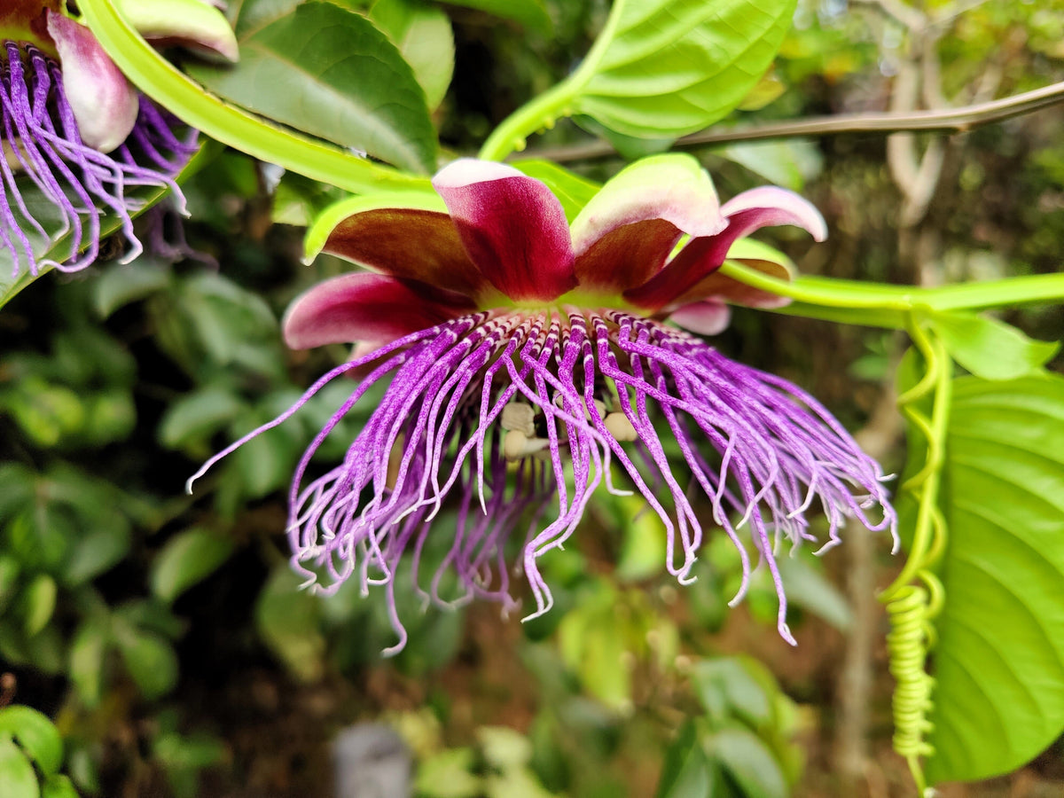 5 GRANADILLA GIGANTE Flor de la pasión roja Passiflora quadrangularis Semillas de vid de fruto amarillo