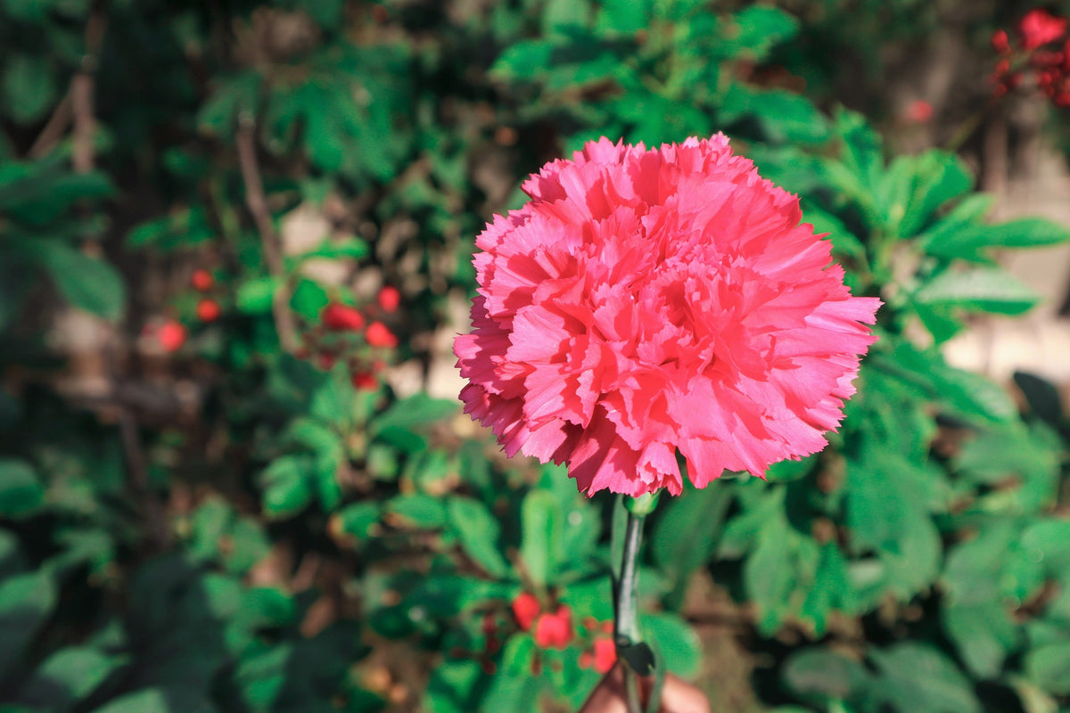 50 PINK ROSE CARNATION Dianthus Caryophyllus Grenadin Double Flower Seeds