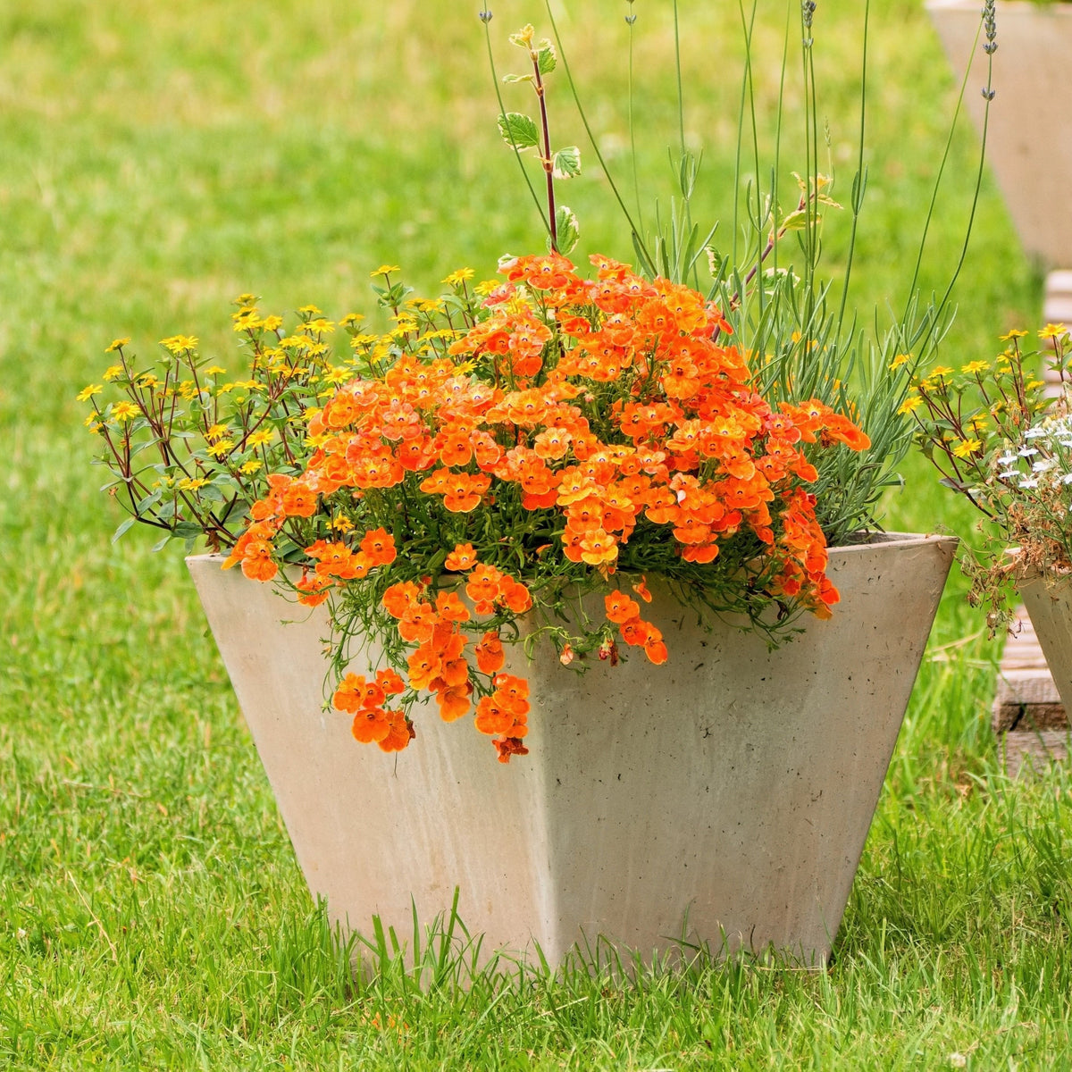 50 semillas de flores de Strumosa de NEMESIA, PRÍNCIPE NARANJA