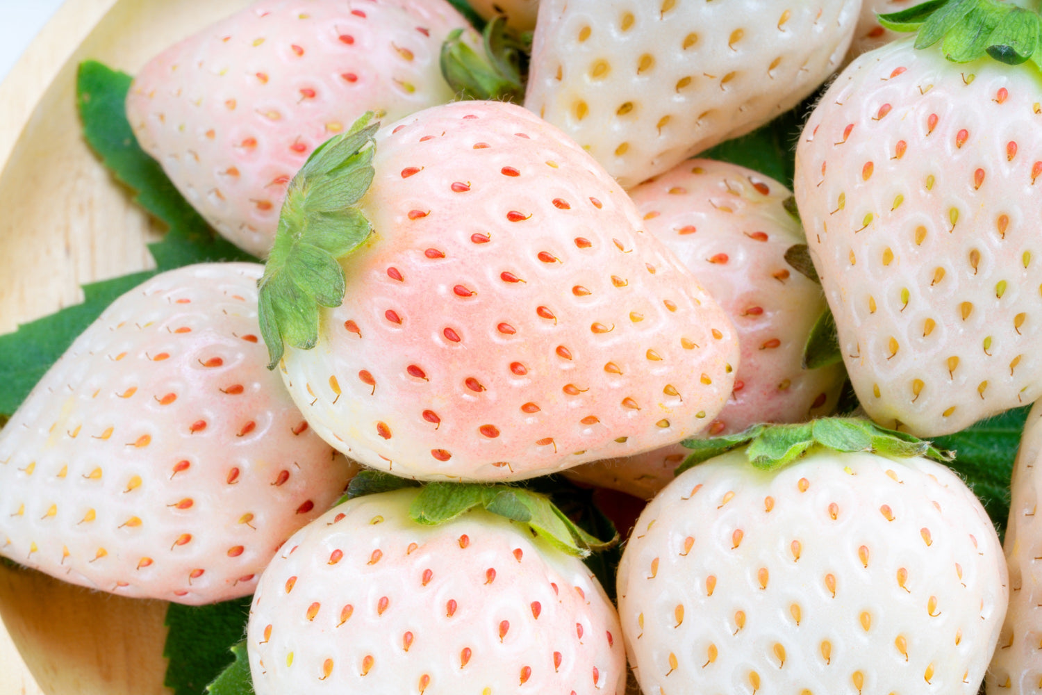 100 semillas de fresa blanca (Fragaria vesca)