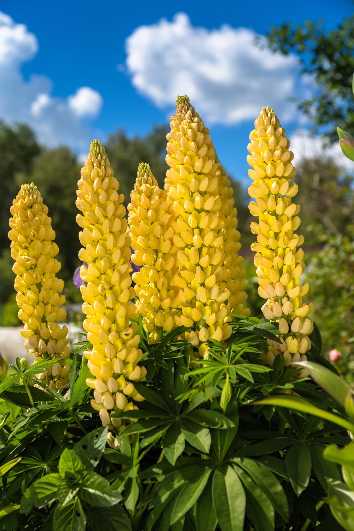 50 semillas de altramuz dorado (Lupinus densiflorus), colibrí amarillo