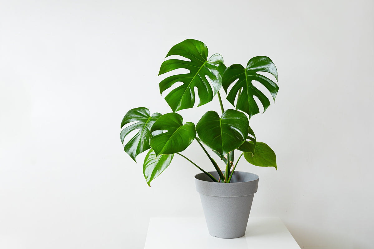 5 semillas orgánicas de filodendro de hoja dividida Monstera Deliciosa, planta de queso suizo