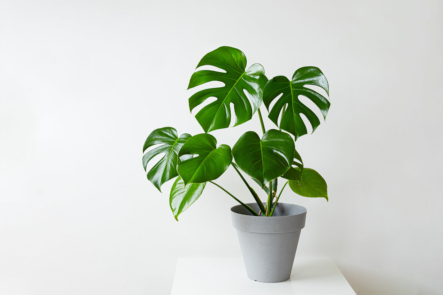 5 semillas orgánicas de filodendro de hoja dividida Monstera Deliciosa, planta de queso suizo