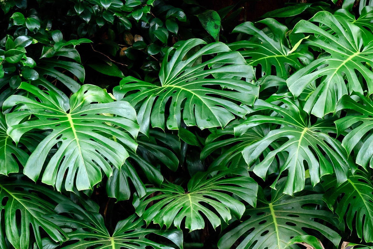 5 semillas orgánicas de filodendro de hoja dividida Monstera Deliciosa, planta de queso suizo
