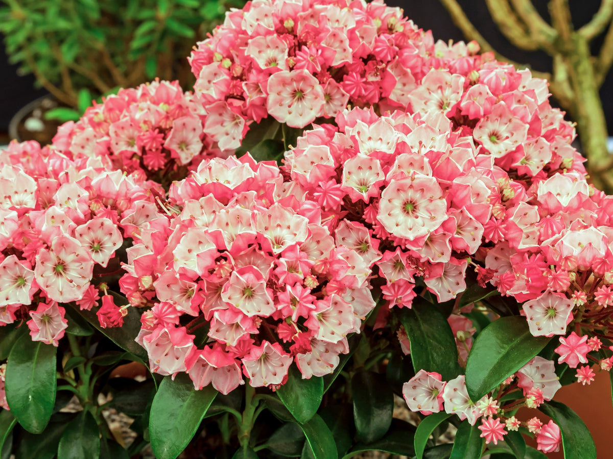 50 semillas de arbusto de laurel de montaña, Kalmia latifolia, blanco, rosa y rojo