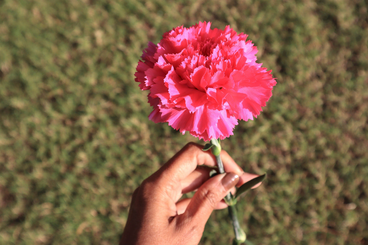 50 PINK ROSE CARNATION Dianthus Caryophyllus Grenadin Double Flower Seeds