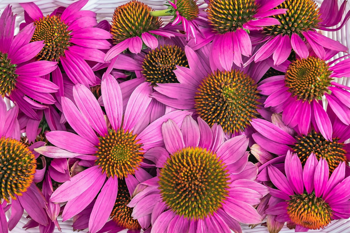1000 semillas de equinácea púrpura (Echinacea purpurea)
