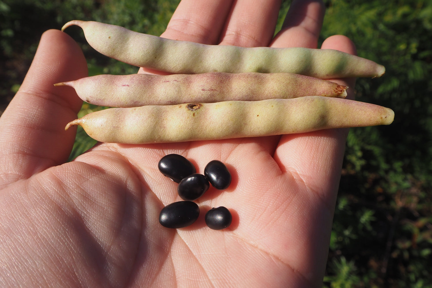 50 semillas de frijol negro (frijol tortuga negro) Phaseolus vulgaris