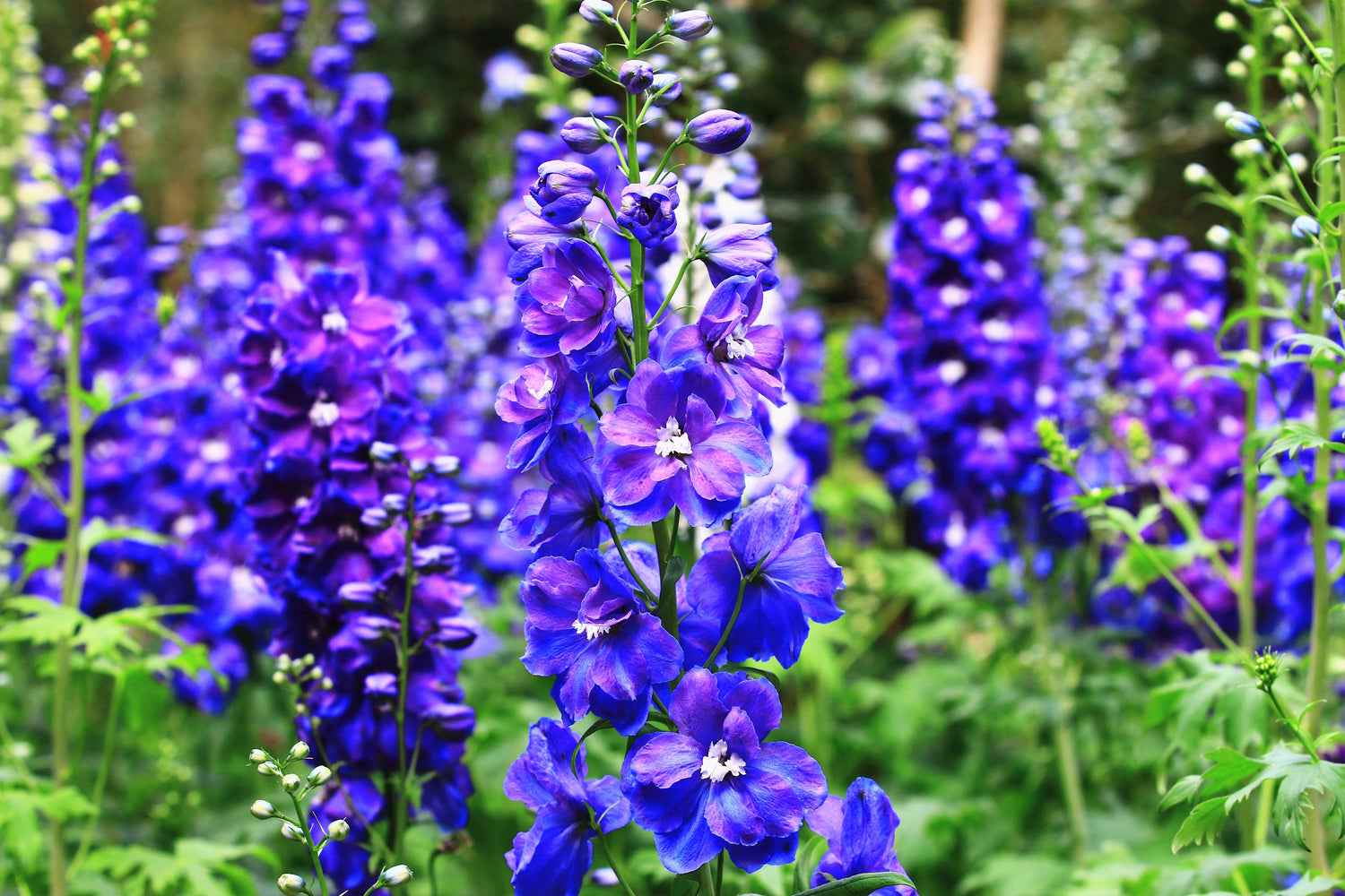 100 Semillas de flores BLUE SPIRE LARKSPUR Delphinium Consolida Ambigua Ajacis