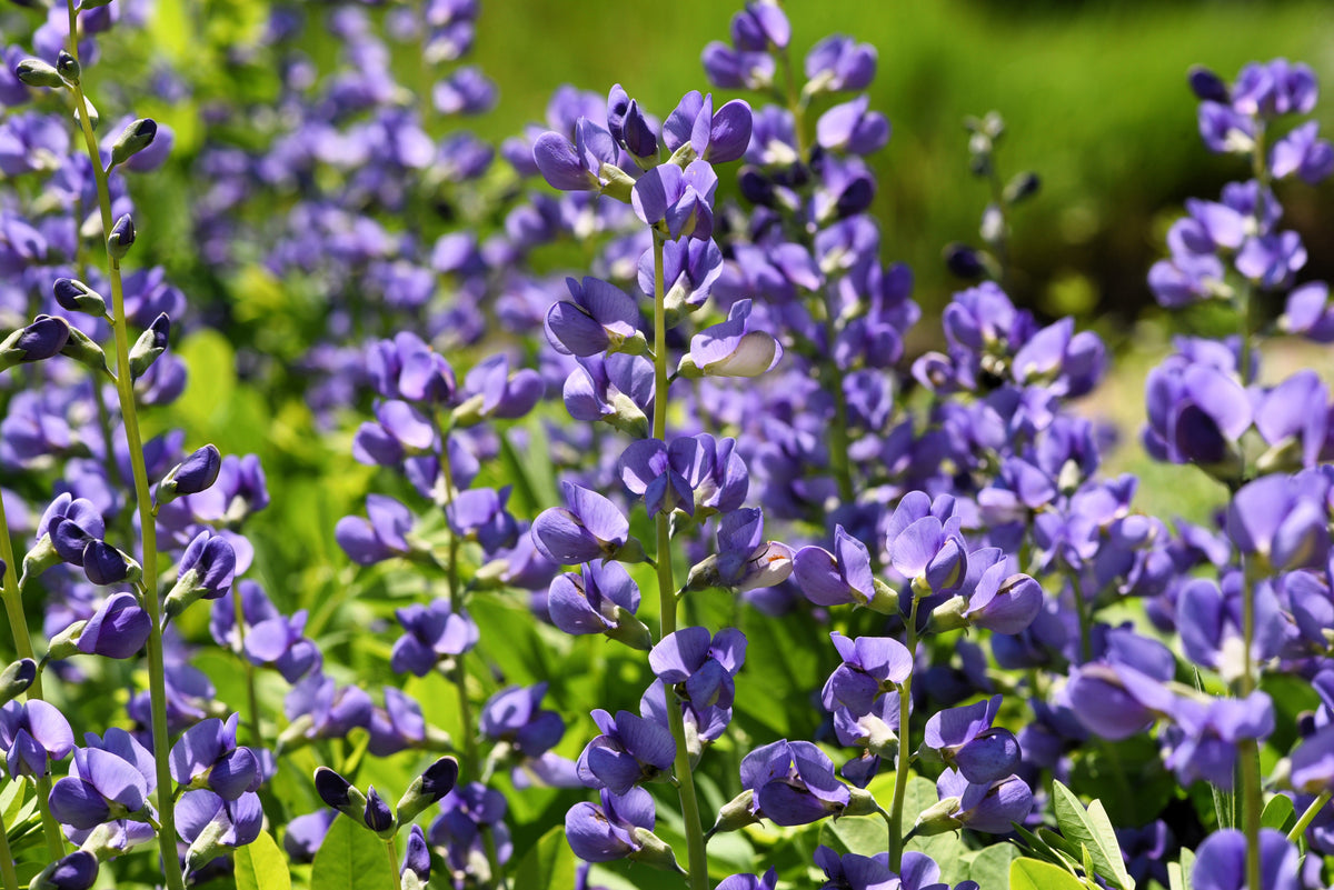 50 Semillas de flores BLUE WILD INDIGO (False Indigo) Baptisia Australis