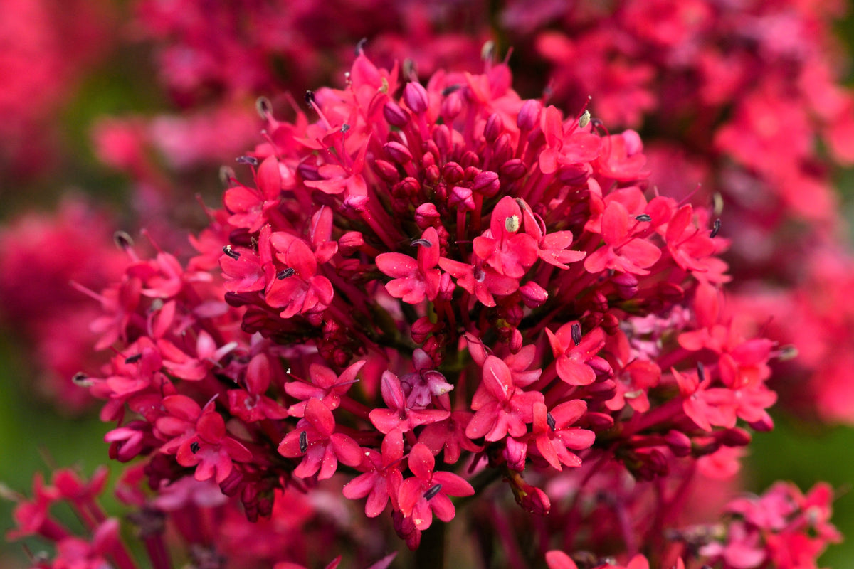 50 RED JUPITER'S BEARD Valerian Keys of Heaven Centranthus Ruber Flower Seeds