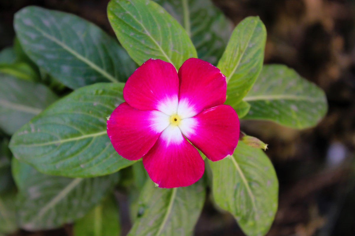 100 semillas de flores de vincapervinca rosada enana