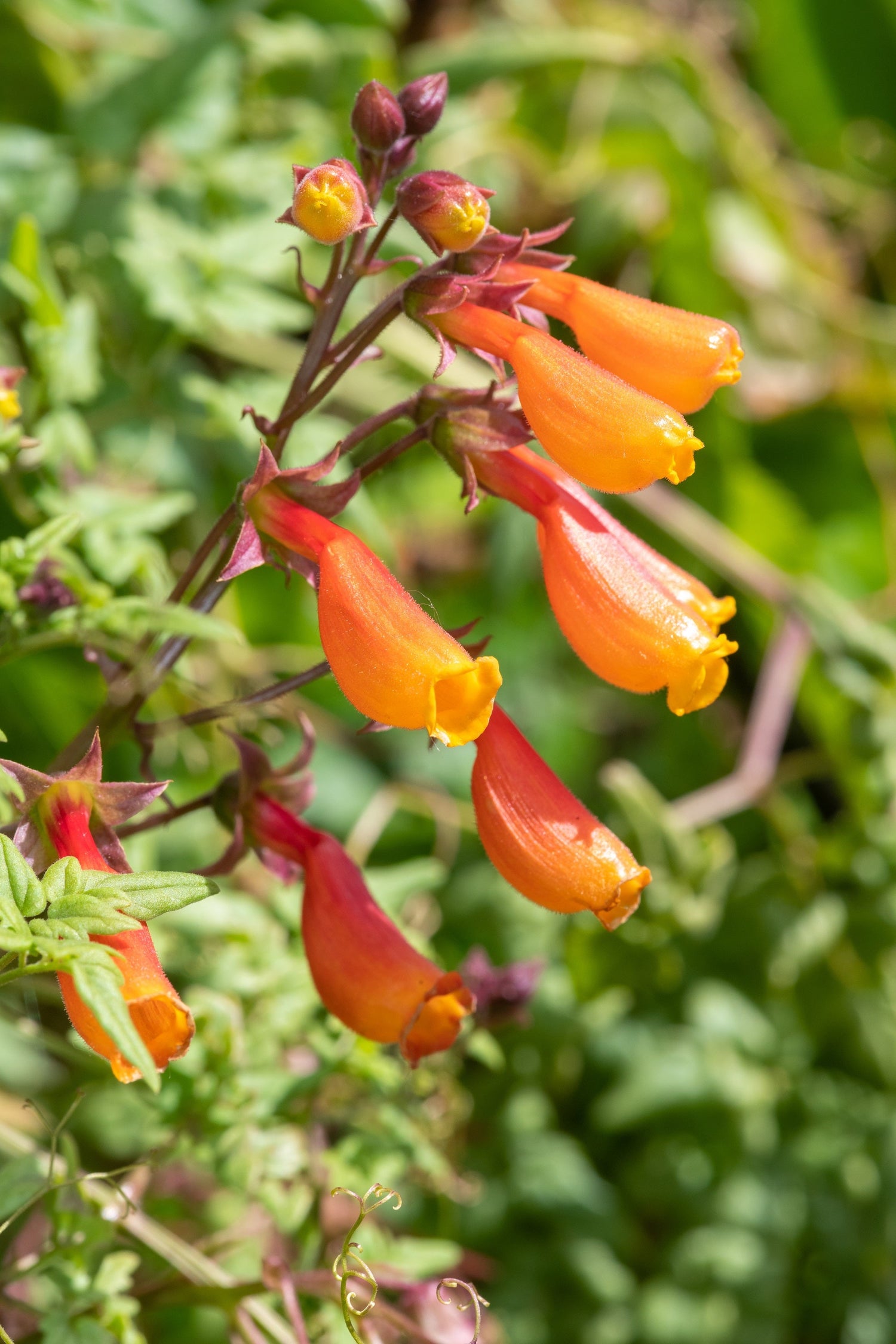 40 semillas de flores de Eccremocarpus scaber de la vid de gloria chilena