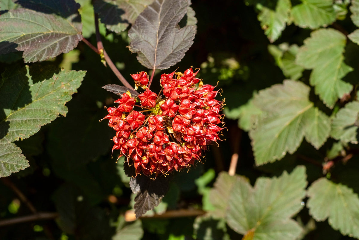 50 semillas de Physocarpus Capitatus, arbusto nativo de flores blancas, rosas y rojas de la familia Ninebark del Pacífico.
