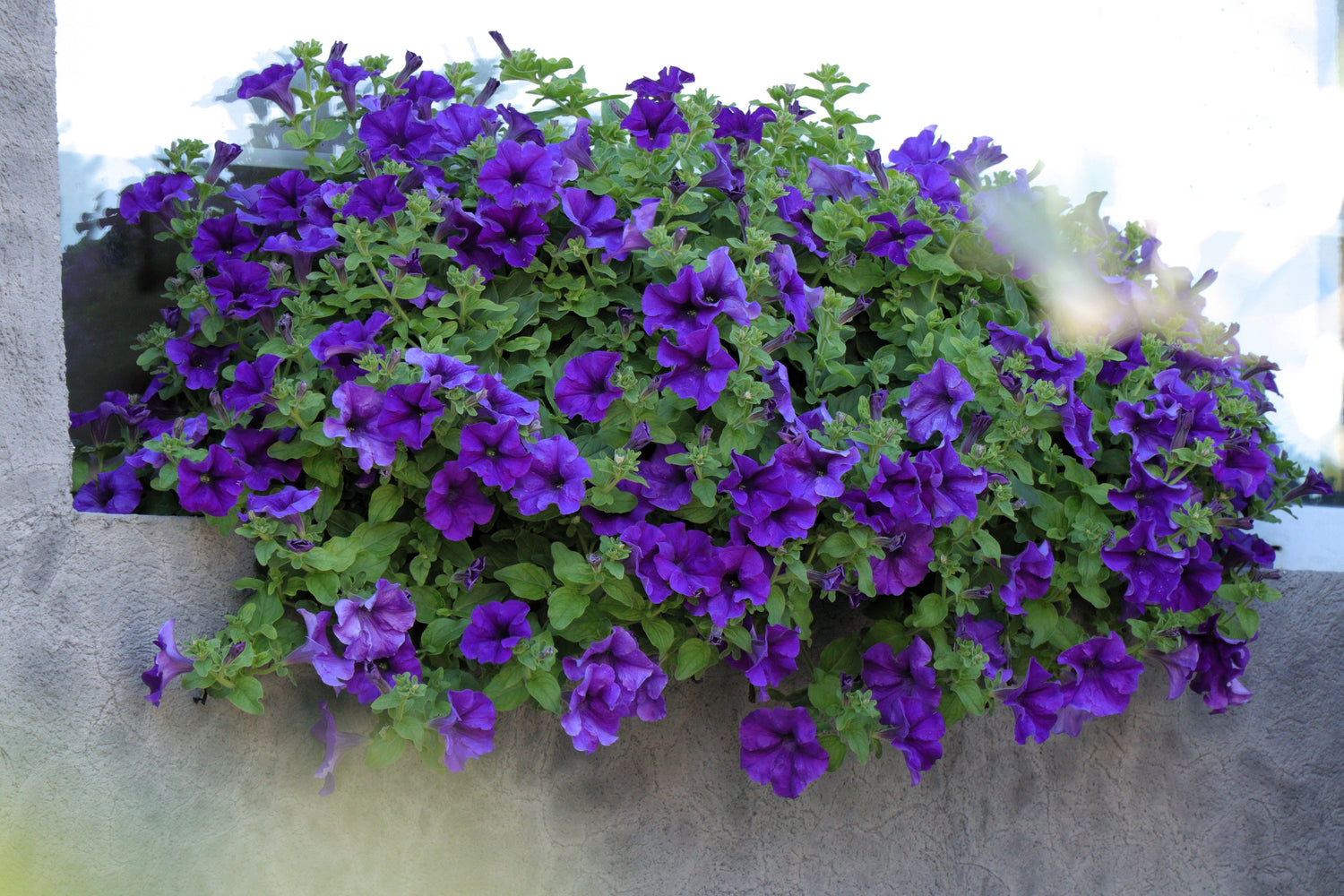 100 semillas de petunia azul Alderman enana, Nana Compacta, flores moradas