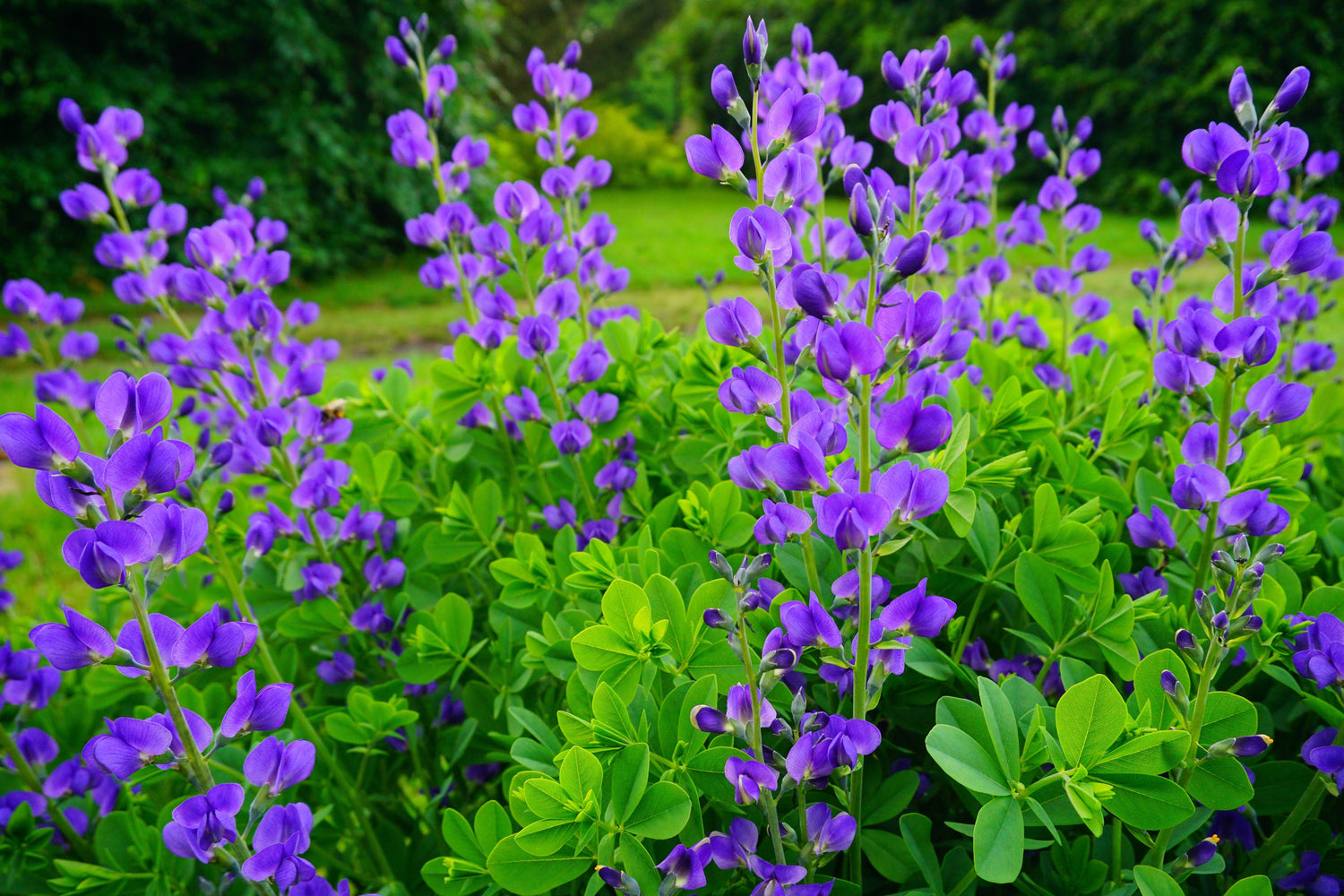 50 Semillas de flores BLUE WILD INDIGO (False Indigo) Baptisia Australis