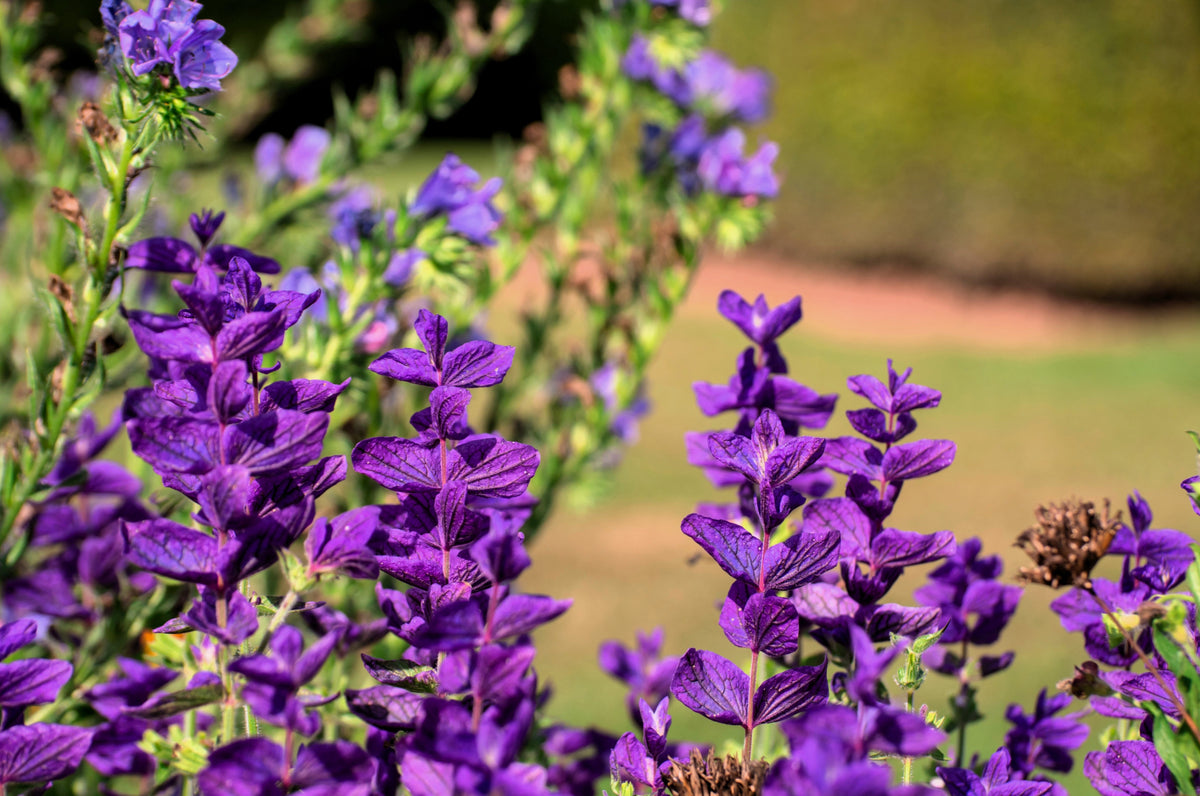50 semillas de flores de hierba BLUE Monday CLARY SAGE Salvia Viridis Horminum