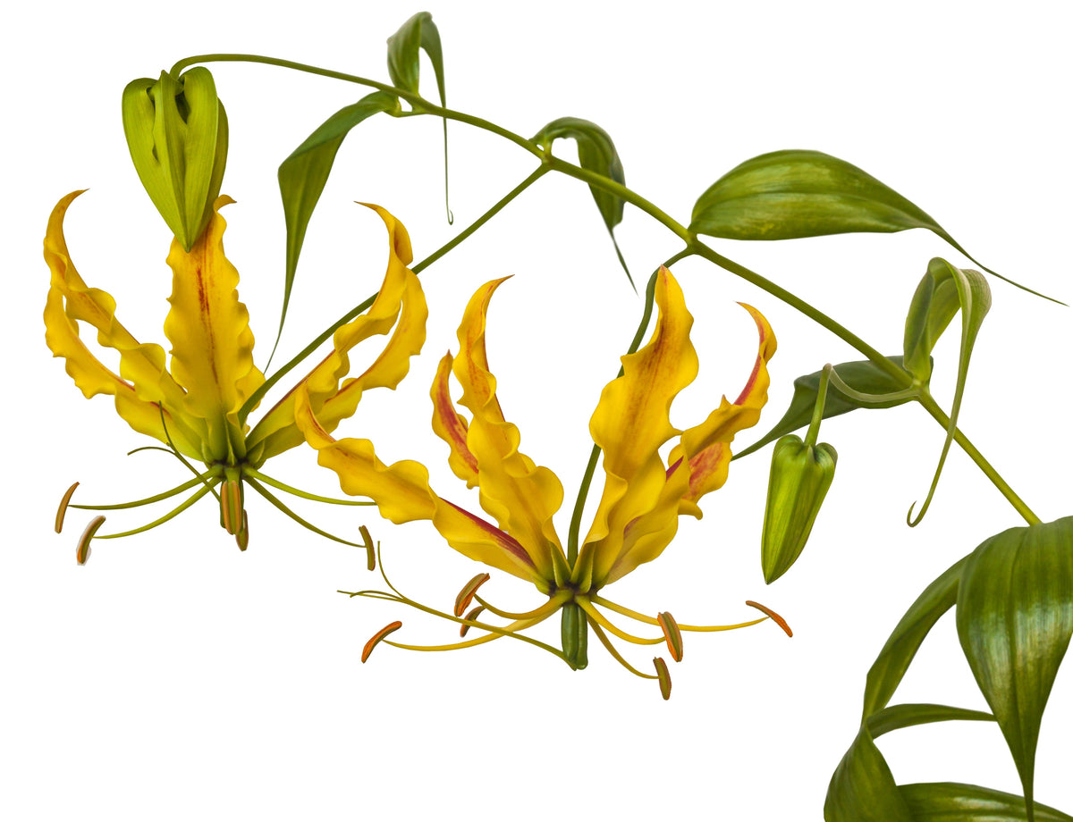 10 semillas de lirio glorioso amarillo, lirio de llama, gloriosa lutea, flor de vid
