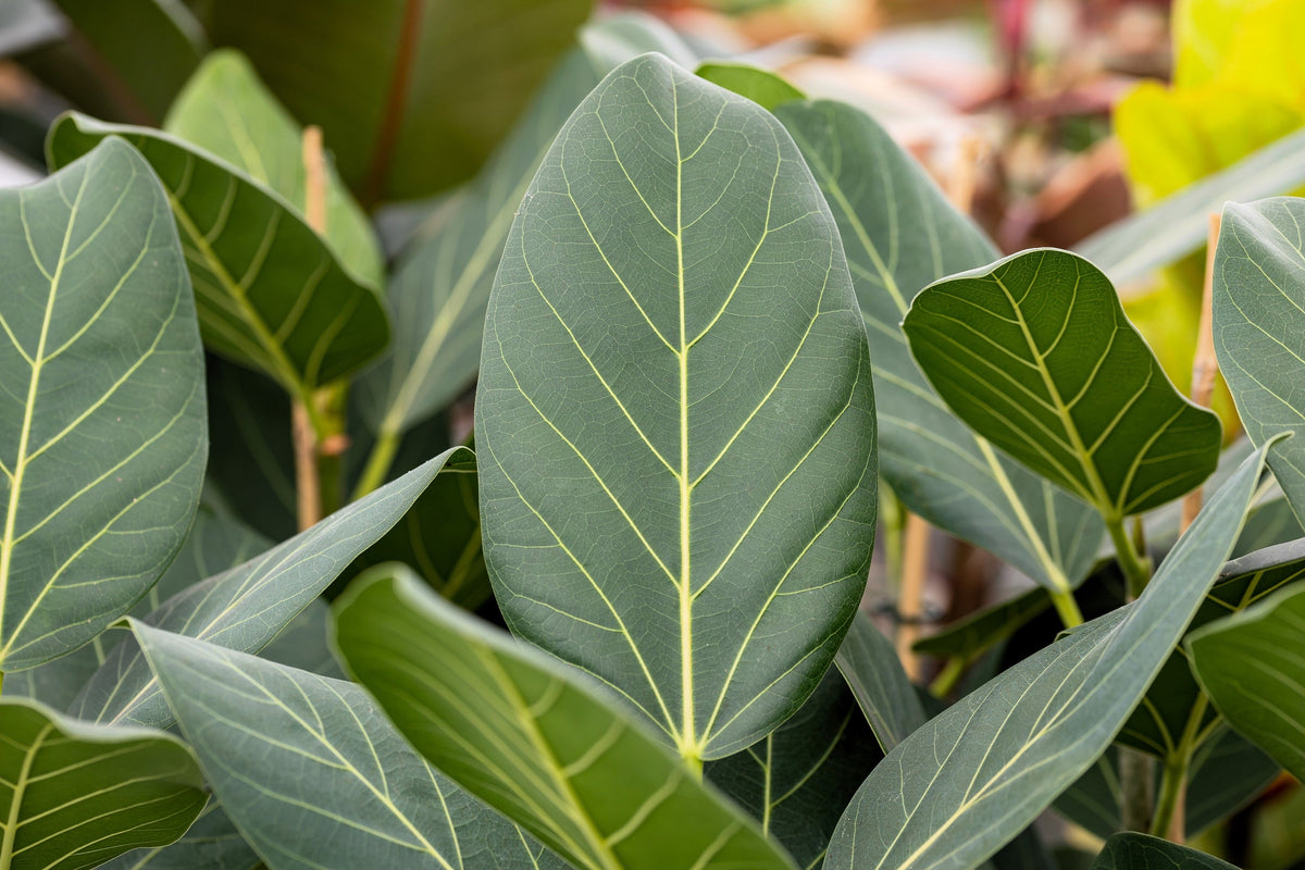 50 semillas de higuera banyan (Ficus benghalensis de las Indias Orientales), planta de interior de raíz aérea