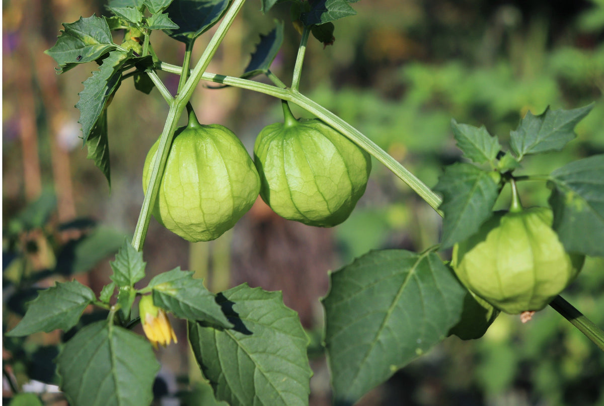 50 PIÑA TOMATILLO Tomate Amarillo Physalis Ixocarpa Fruta Semillas de Vid