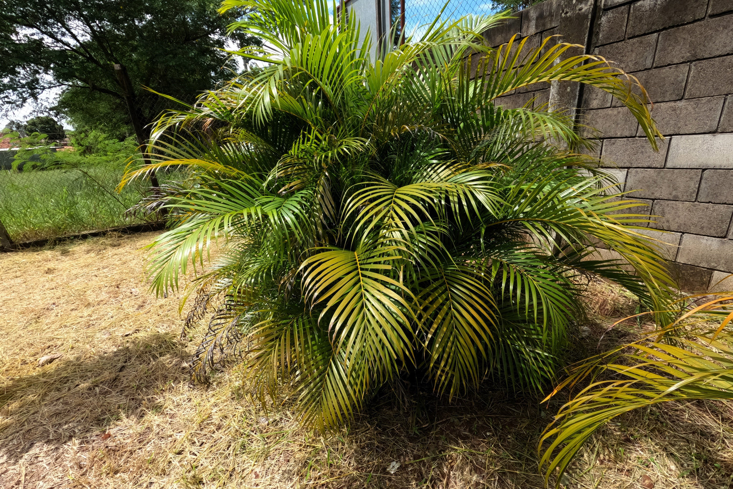 5 semillas de palma de bambú Chamaedorea Seifrizii, palmera de caña o de salón, planta de interior para sombra.