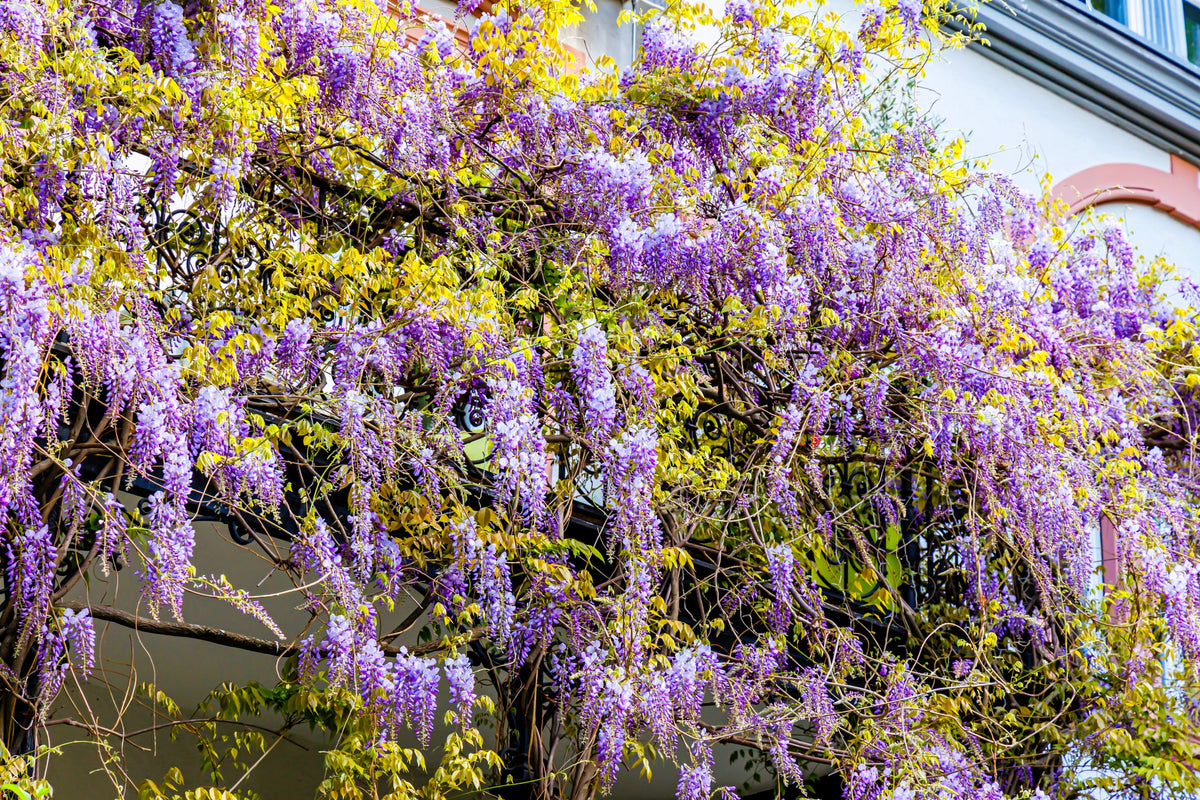 5 semillas de glicina japonesa, flor floribunda, enredadera ornamental morada.