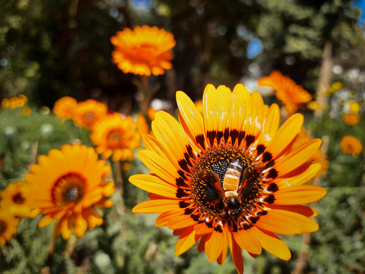 50 ORANGE PRINCE Cape DAISY Monarch of the Veldt Venidium Fastuosum Flower Seeds