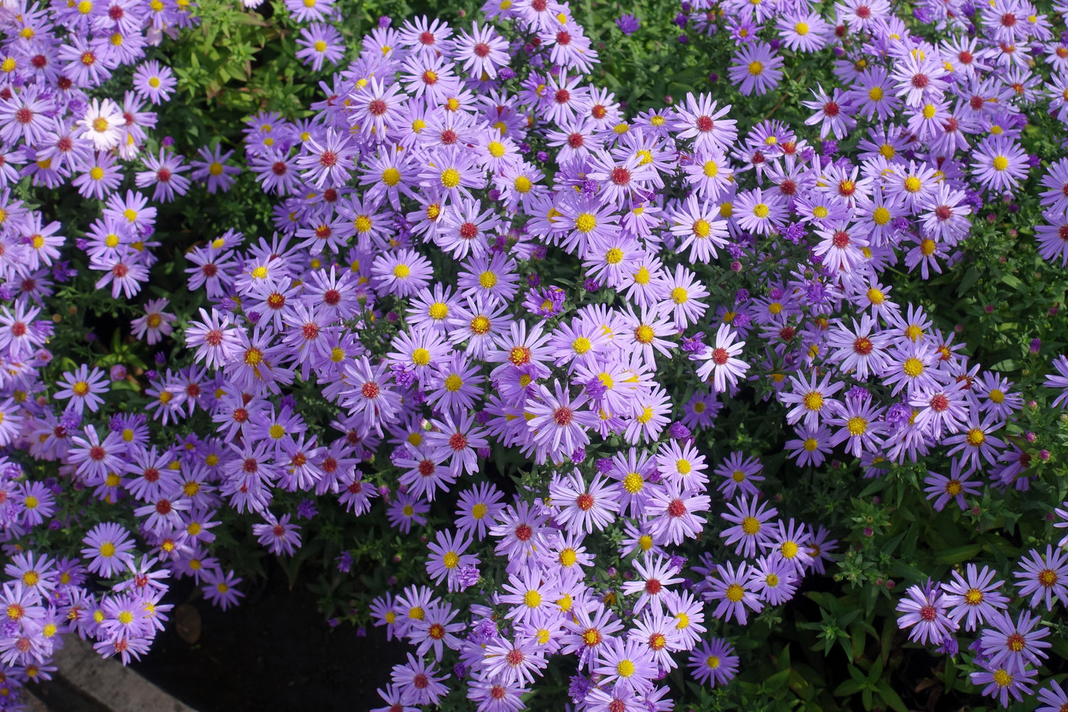 50 semillas de flores de ASTER BOTÓN DE ARROZ AZUL Dumosus