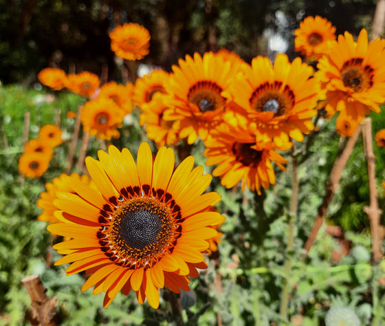 50 ORANGE PRINCE Cape DAISY Monarca de las semillas de flores Veldt Venidium Fastuosum