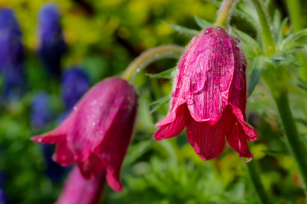 10 Semillas de Flores de ANÉMONA ROJA Pulsatilla Vulgaris PASQUE