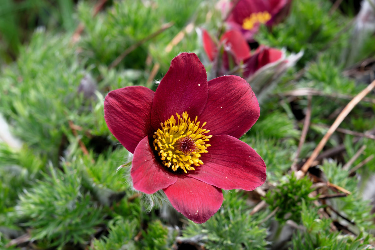 10 Semillas de Flores de ANÉMONA ROJA Pulsatilla Vulgaris PASQUE