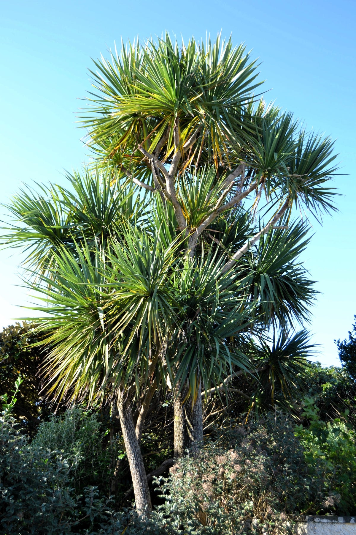 50 semillas de palmera col / dracaena australis gigante, árbol cordyline, planta de interior