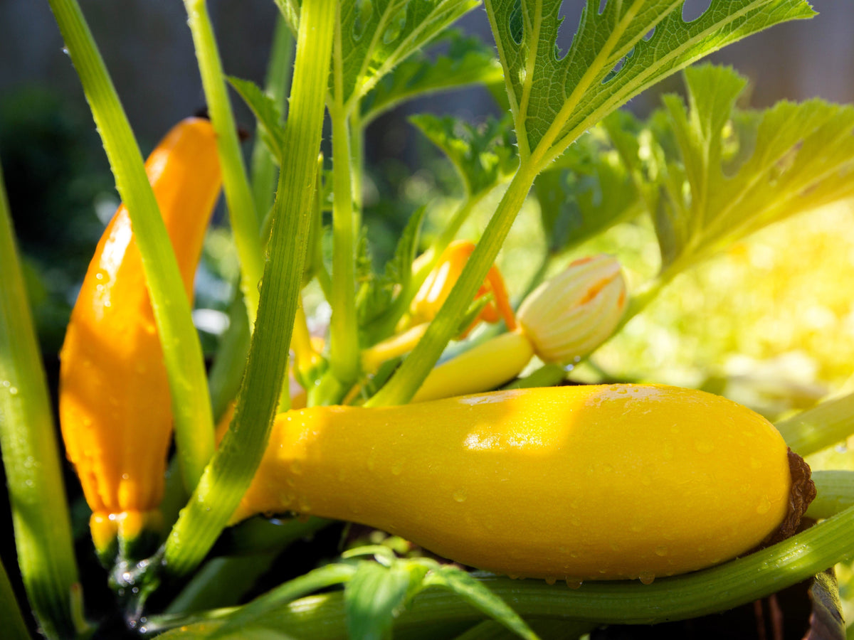 50 semillas tempranas de calabaza de cuello recto, prolíficas, de arbusto amarillo de verano