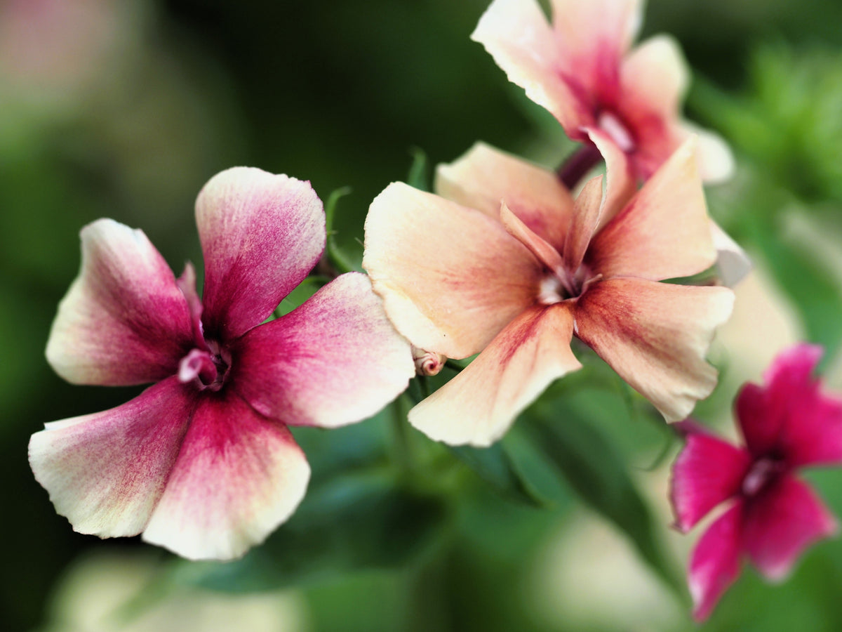 50 semillas de flores de color rosa bicolor de la especie Phlox de cereza y caramelo Drummondii