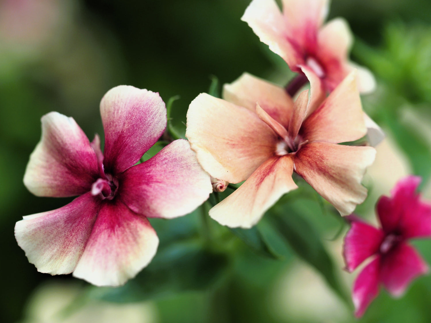 50 CHERRY CARAMEL PHLOX Drummondii Bicolor Pink Flower Seeds