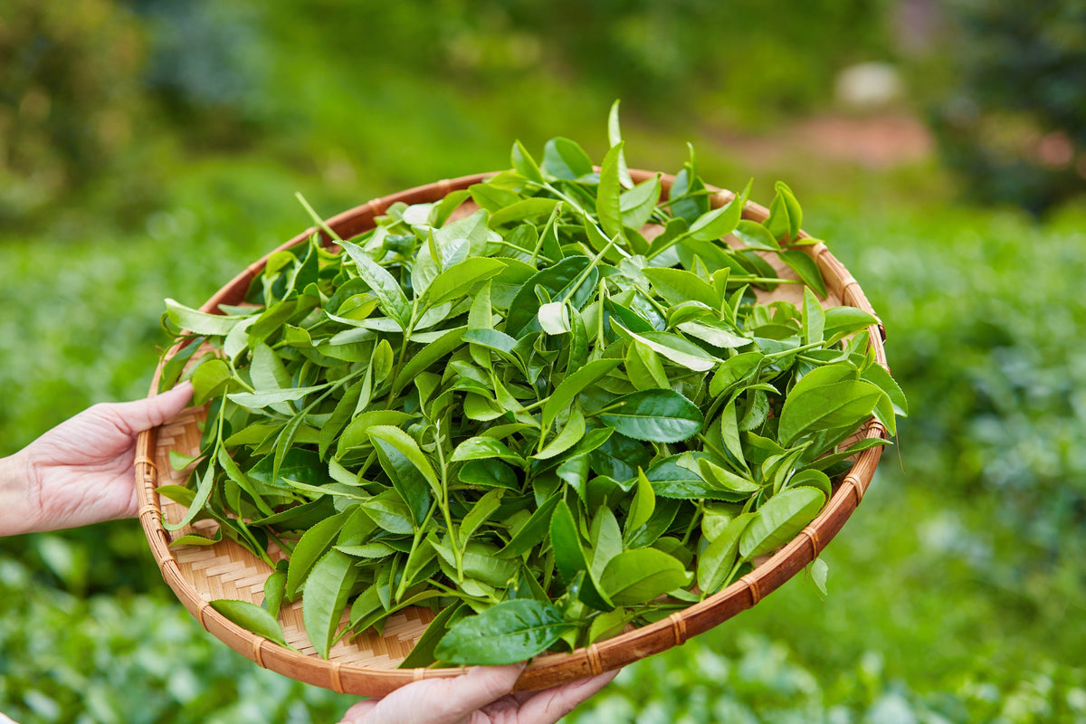 1 lb a granel PLANTA DE TÉ TÉ NEGRO Y VERDE PARA BEBER Camellia Sinensis Árbol Arbusto Hierba Flor - Aprox. 385 Semillas