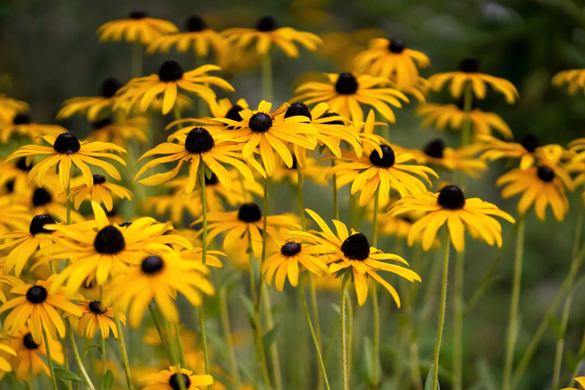 2000 BLACK EYED SUSAN Rudbeckia Hirta Semillas de flores nativas de reliquia amarilla