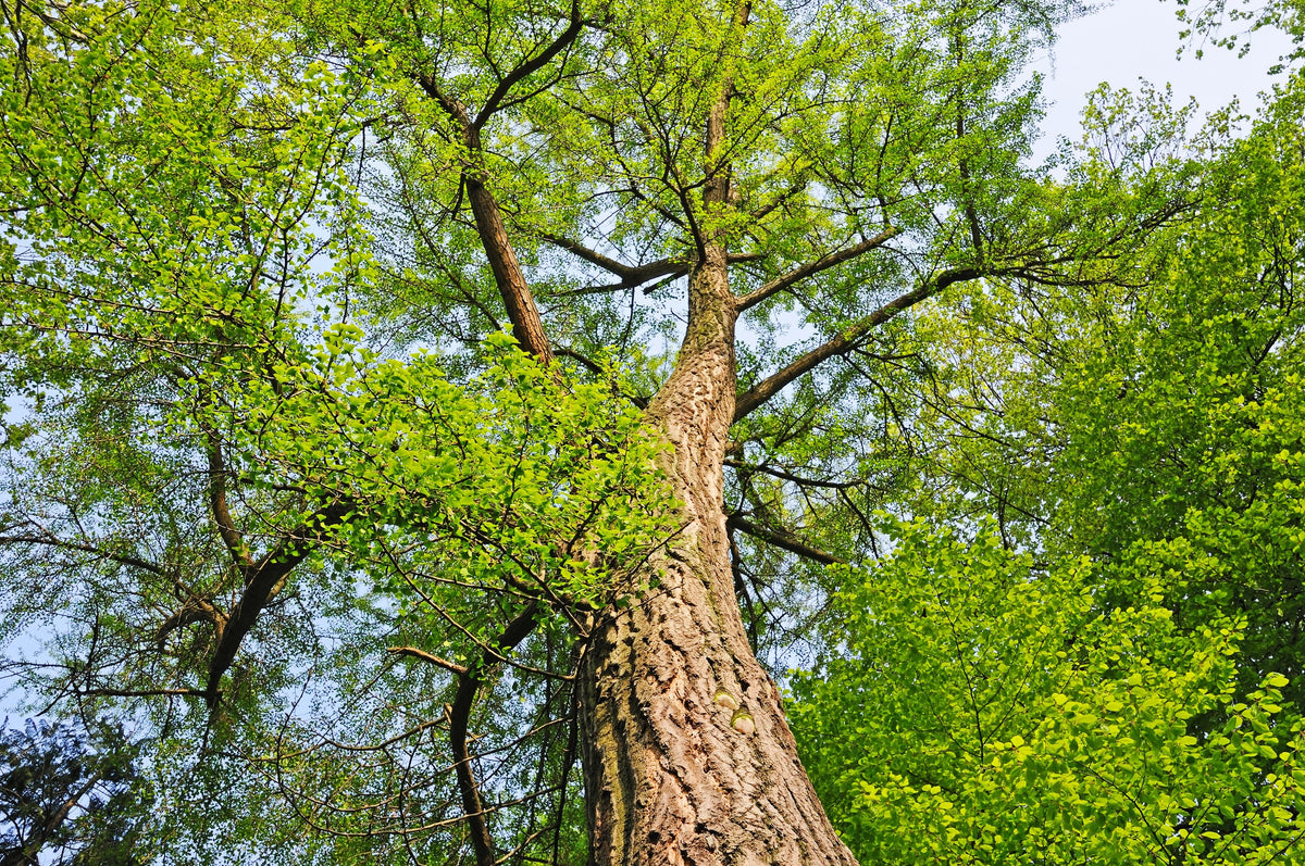 10 semillas de GINKGO BILOBA, árbol de culantrillo, amarillo, naranja otoñal, "fruta"
