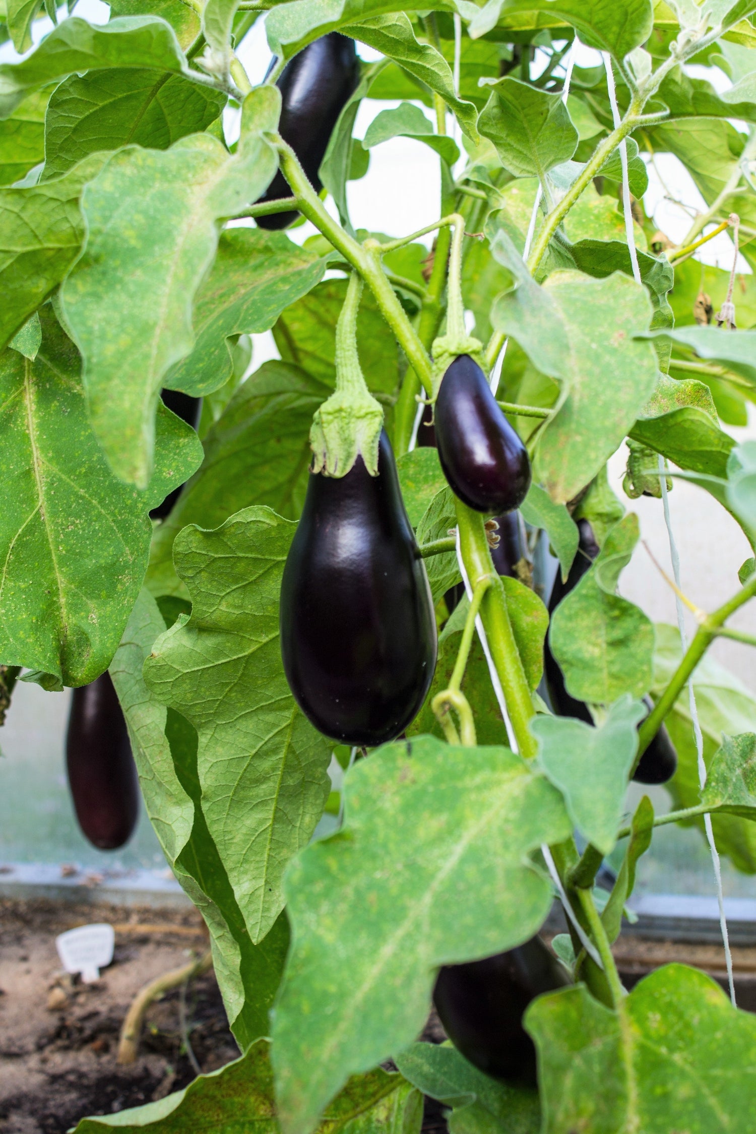 300 BERENJENA DEL MERCADO DE FLORIDA Berenjena morada Solanum melongena Semillas de hortalizas