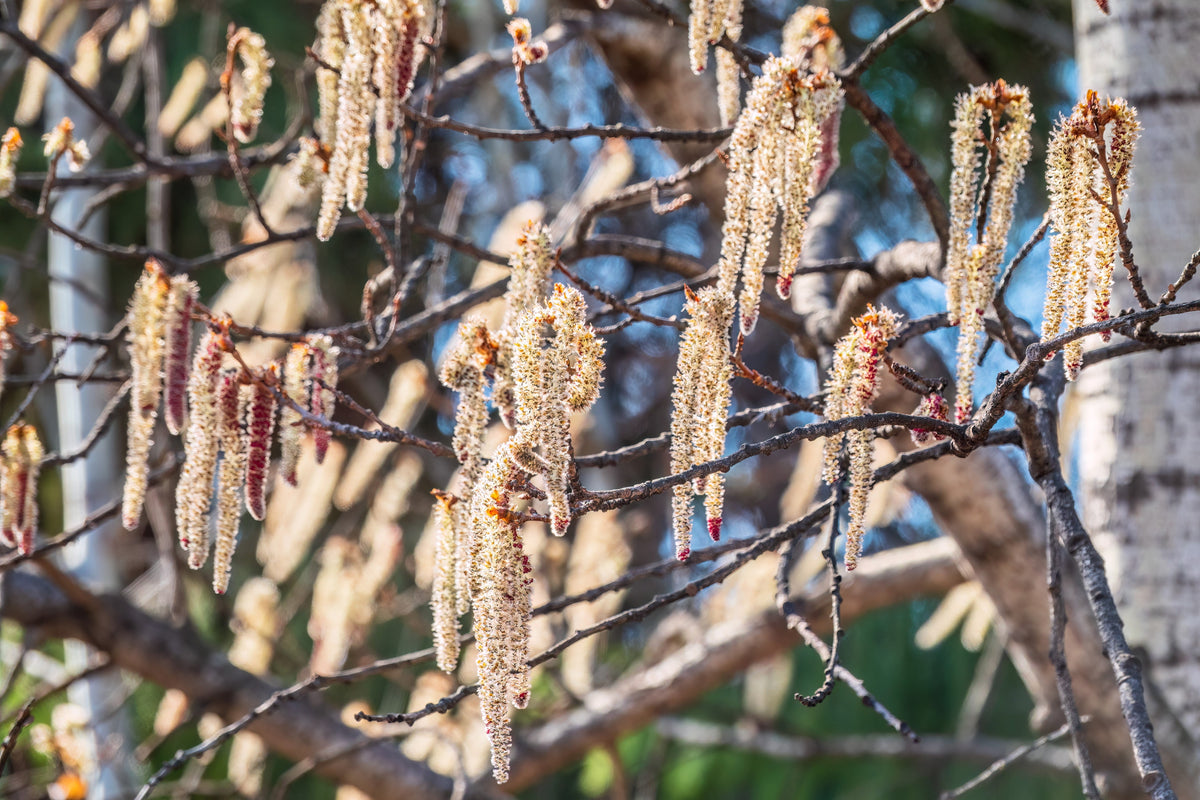 50 semillas de álamo temblón dorado Populus tremuloides, corteza blanca, amarillo, otoño, resistentes al frío