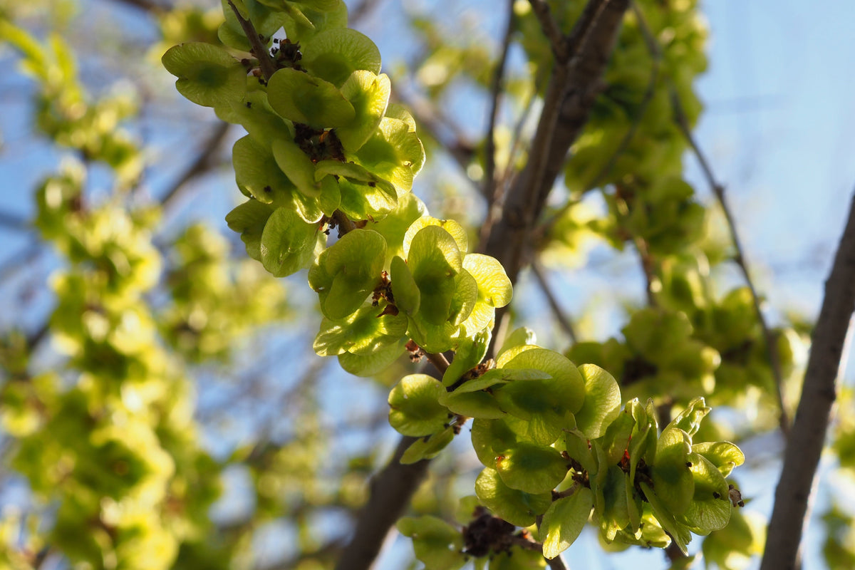 50 semillas de olmo chino (Ulmus parvifolia)